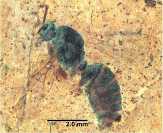 Illustration for article titled A Fossilized Ancient Ant Queen Emerges From a 46-Million-Year-Old Rock